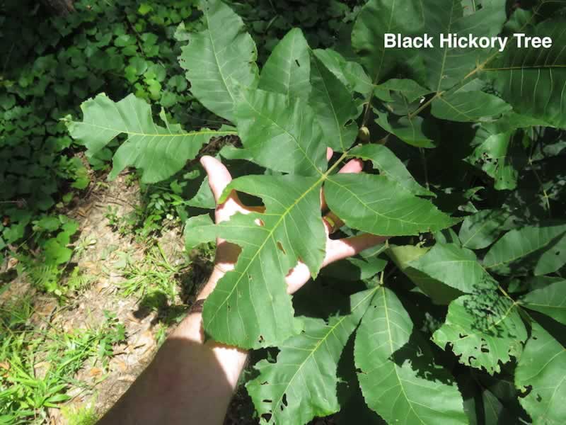 Young Black Hickory Tree starting its growth in a deep forest area near Tyler